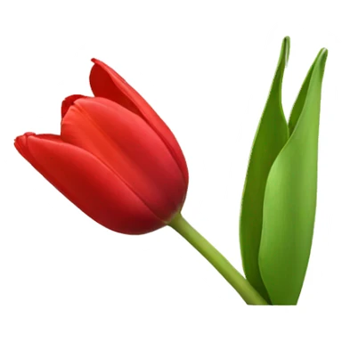 Red tulip  sticker