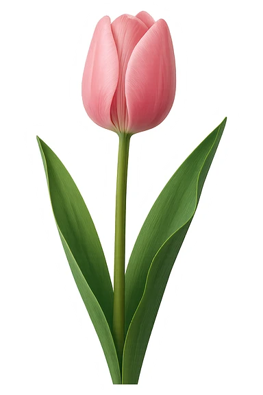 pink tulip sticker