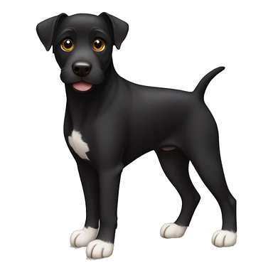 A sitting black Patterdale Terrier dog with a white patch on its chest and brown eyes. sticker