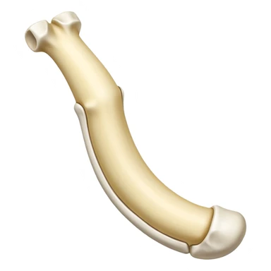 singular long anatomic bone sticker
