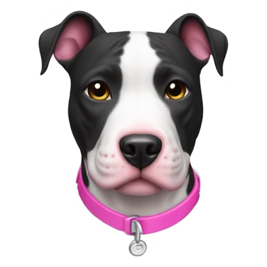 Black and white pitbull terrier with a pink collar sticker
