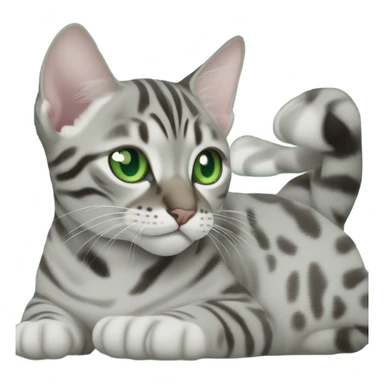 Grey bengal cat with green eyes in an ultrasound scan sticker