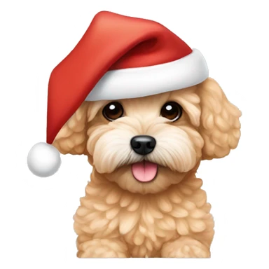 Apricot coloured Maltipoo with a Santa hat sticker