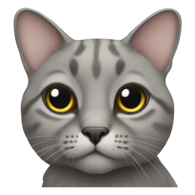 Scottish lop-eared gray cat sticker