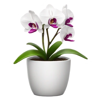white and magenta orchid in small pot  sticker