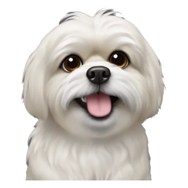 Pekingese poodle mix black dog with white chest only and underbite with teeth showing  sticker