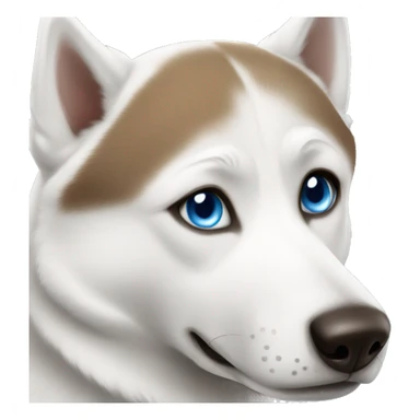 White husky with blue and brown eyes sticker