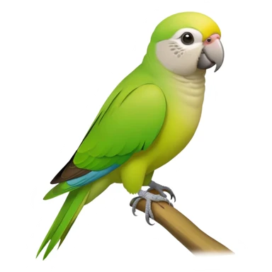 Monk parakeet sticker