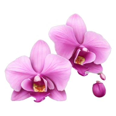 Pink orchid sticker