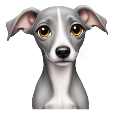 Cute Italian greyhound puppy grey  sticker