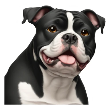 Black American bully with white chest sticker