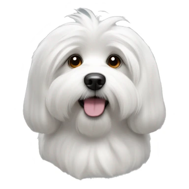 coton de tulear, le visage blanc, les poils des oreilles gris foncé. sticker