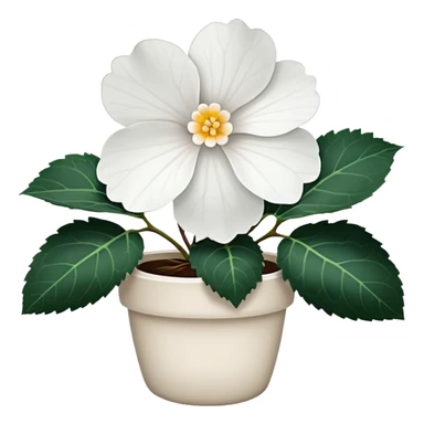 super realistic white begonia, singular, no leaf sticker