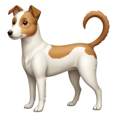 a full body white parson russell looking dog the size of a kelpie with light brown ears and a light brown patch on one eye and a large snout sticker