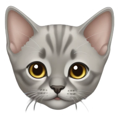 Grey burmese kitten sticker
