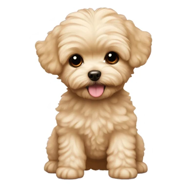 Blonde adorable toy teacup maltipoo  sticker