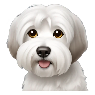 short haired Coton de Tulear dog with brown and grey mixed ear sticker