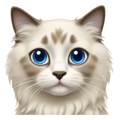 beige BABY ragdoll cat with blue eyes sticker