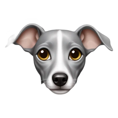 Italian greyhound female, gray color with white chest, shinning eyes sticker