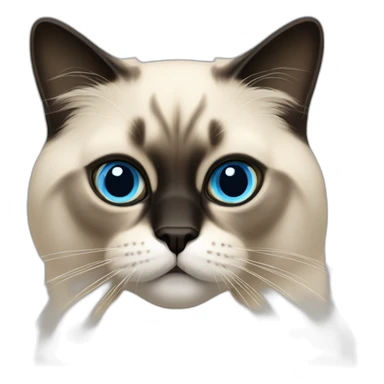birmans cat with blue eye, a black face, and A beige coat  sticker