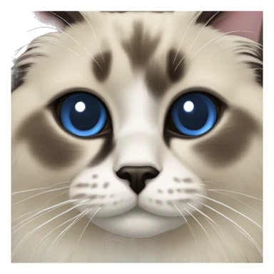 Seal point Ragdoll cat sticker