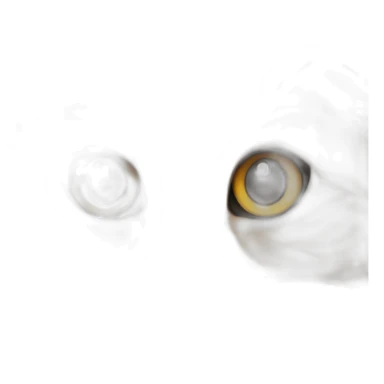 Siberian cat ginger sticker