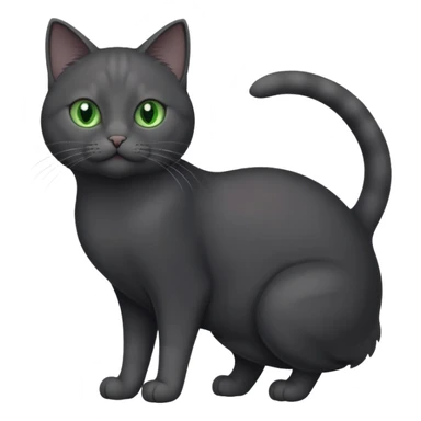 full body gorgeous solid dark grey cat with green eyes, white paws and white whiskers playing sticker