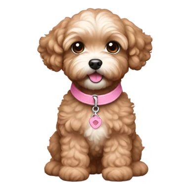 Brown colored maltipoo puppy feminine with pink collar sticker