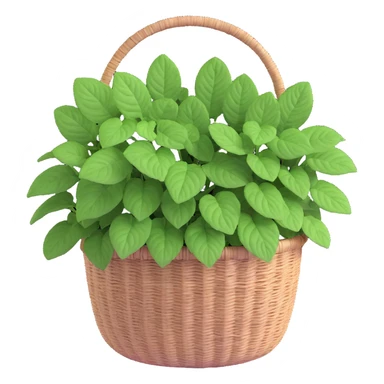 Plectranthus Verticillatus Swedish Ivy with trailing stems and perfectly round circular leaves in a coconut fiber basket sticker