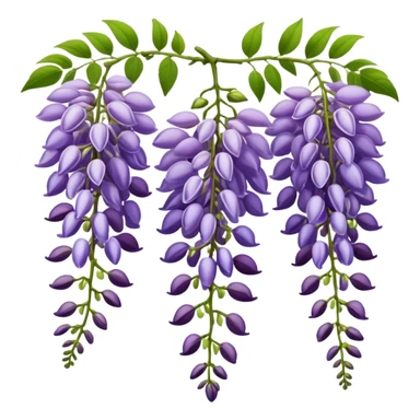Wisteria raceme with mixed blooming stages - some flowers fully open in purple, others still in bud stage, hanging gracefully with green leaves sticker
