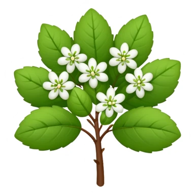 A small bush with round leaves and tiny budding flowers.









































 sticker