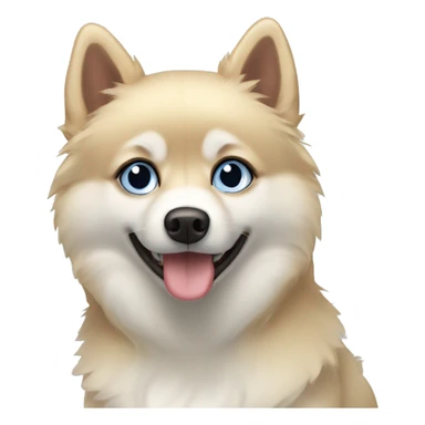 Blonde pomsky with one brown eye and one blue eye sticker