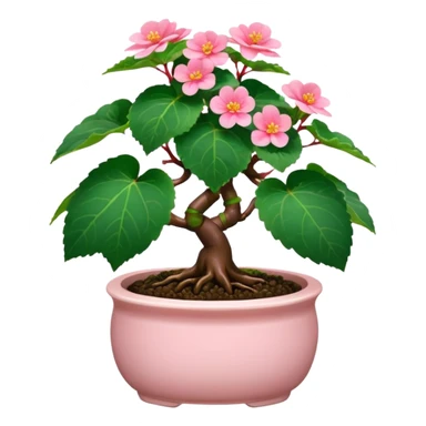 Begonia bonsai sticker