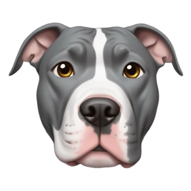 Blue nose grey pitbull with white chest and cut off ears sticker