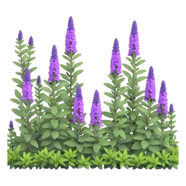 3D iOS style illustration of Salvia nemorosa (woodland sage), dense bush with upright purple flower spikes and green leaves, realistic and vibrant sticker