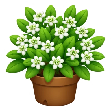 A small bush with round leaves and tiny budding flowers.









































 sticker