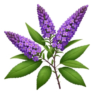 buddleja bush sticker