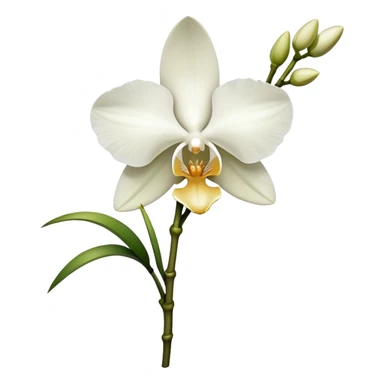 single white Dendrobium Orchid, stem sticker