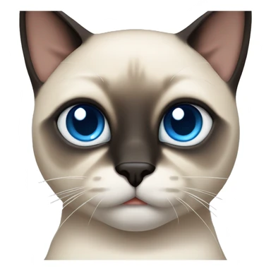 An adult male Siamese cat with blue eyes,dark face and paws, and lighter body. He's medium weight  sticker