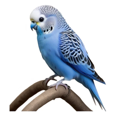 Cinematic Noble Blue Budgie Portrait Emoji, Poised and regal, with a petite, delicate build and a smooth, well-groomed fur of vibrant blue feathers, deep-set soulful dark eyes, Simplified yet sharp and sophisticated features, highly detailed, glowing with a soft, dignified glow, high shine, intelligent and charming, stylized with an air of elegance, focused and attentive, soft glowing outline, capturing the essence of a watchful and confident avian companion, so majestic it feels as though it could flutter out of the screen with effortless authority! sticker