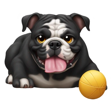 Black furred English bulldog playing with a circular chew toy sticker