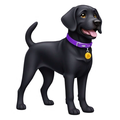 Happy Black lab with purple collar sticker