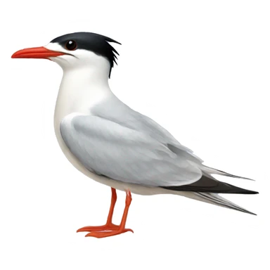 Common tern  sticker
