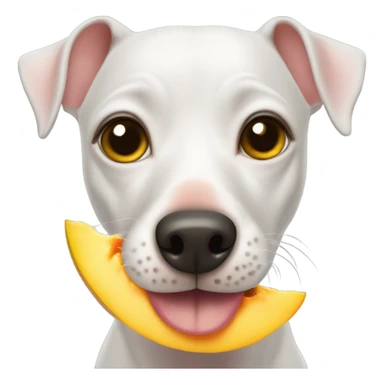 American Hairless Terrier eating mango  sticker