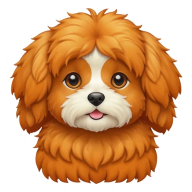 Cavapoo  apricot no white at all all orange  sticker