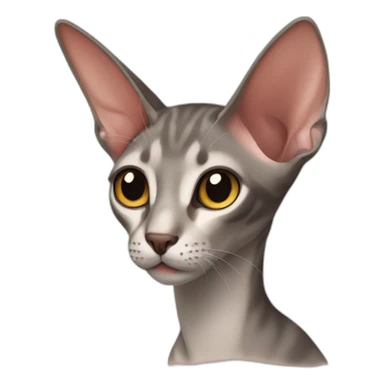 Oriental shorthair sticker