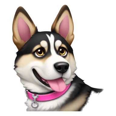 Husky mixed with german shepherd female dog black white and brown wearing a pink collar  sticker