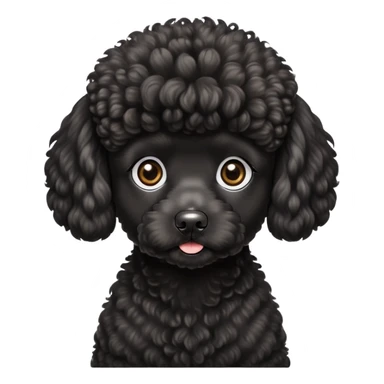 black Miniature poodle  sticker