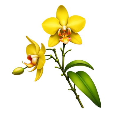 single yellow Dendrobium Orchid flower, stem sticker
