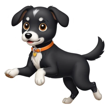 Black dog running on the beach with white paws and white chest sticker